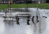 Waterfowl enjoying the ponding basis after local rainstorms at Lemoore Lions Park.